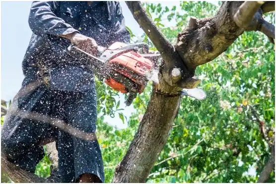 tree services White River